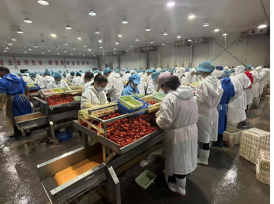 50昼夜创8000吨佳绩！供销冷链荆州公司小龙虾收购战役告捷